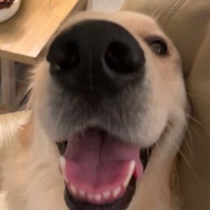 Meet your Posher, Ava